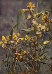Vadvirágok: Yellow Rattle (színes fotó)