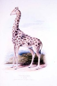 Zsiráf, James Edwin Edward Dawe, illusztráció a The Ruminantia kötethez. én (akvarell)