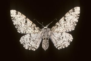 Betularia biston/Birch Phalene alkotó: Augustus Kollner