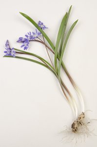 Botanikai tábla/Chionodoxa forbesii/Chionodoxa luciliae/A hó dicsősége