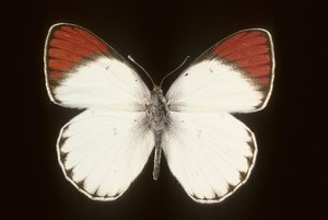 Colotis danae/Crimson alkotó: Augustus Kollner