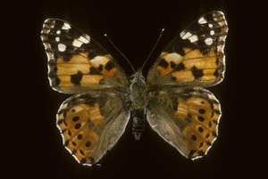 Cynthia cardui / Mostohalány / Bogáncs Vanesse