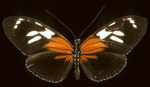 Heliconius burneyi catherina/Heliconie