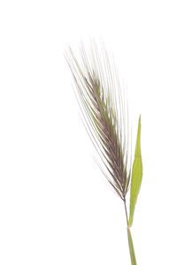 Hordeum murinum murinum/Rat árpa