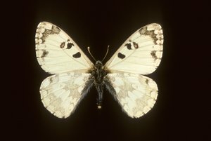 Hypermnestra helios alkotó: Augustus Kollner