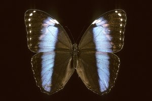 Morpho Achilles/Hím alkotó: Augustus Kollner