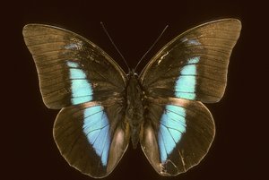A Prepona houseophora kihalt alkotó: Augustus Kollner