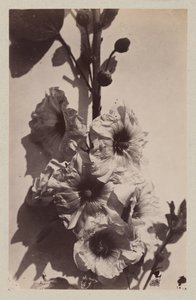 Virágcsendélet hollyhock alkotó: Charles Hippolyte Aubry