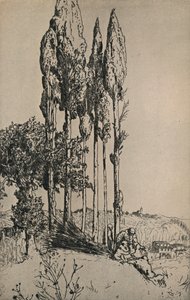 Ciprusfák Siena közelében, 1903