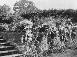 Cluster Roses alkotó: Charles Latham