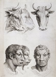 Férfi/marha összehasonlítás alkotó: Charles Le Brun