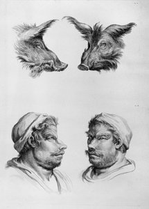 Hasonlóságok a vaddisznó feje és az ember között, Le Brun „Arcképek könyve azoknak, akik elkezdenek rajzolni” című könyvéből