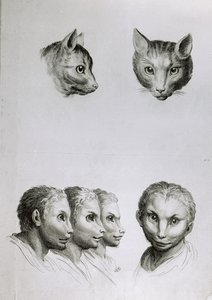 A macska és az ember feje közötti hasonlóságok, Le Brun "Livre de portraiture pour ceux qui commencent a dessiner" című művéből.
