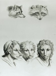 A róka és az ember feje közötti hasonlóságok, Le Brun "Livre de portraiture pour ceux qui commencent a dessiner" című művéből.