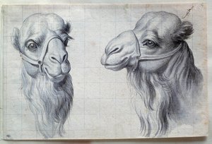 Tanulmányok két tevefejről Charles Lebrun (Le Brun) rajza (1619-1690) 17. század. Homályos. 0,22x0,32 m. Párizs, Louvre Múzeum alkotó: Charles Le Brun
