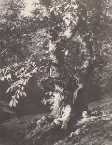 Gesztenyefa tövében fekvő ember, 1850-53. alkotó: Charles Marville