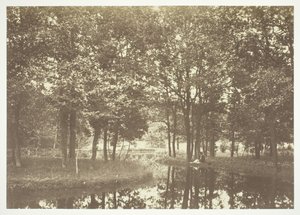 Cím nélkül, c. 1850. [Fák a víz közelében a Bois de Boulogne-ban, egy párizsi park]. alkotó: Charles Marville