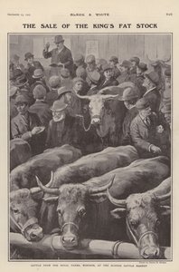 A windsori királyi farmokról származó marhák eladók a Slough marhapiacon, Berkshire (litho)
