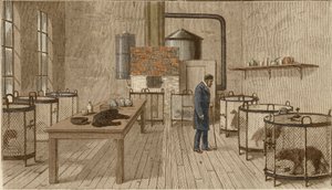 Kutyák ketrecben Louis Pasteur laboratóriumában alkotó: Charles Paul Renouard