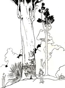 Kauri-fa, 1912 alkotó: Charles Robinson