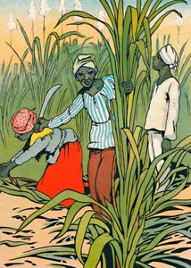 Dolgozik a cukornád között, 1912 alkotó: Charles Robinson