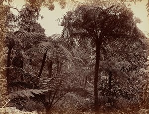 Hakgala Gardens, Nuwara Eliya