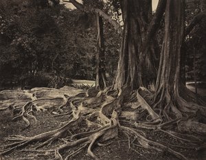 Gumifa, Assam, India (Ficus Elastica)