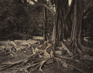 Rubber Tree, Assam, India Ficus Elastica, 1880-as évek körül.