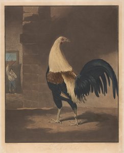 Kakasviadal [pár]:   1. A tollas kakas alkotó: Charles Turner