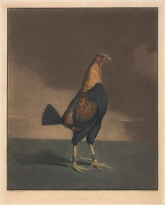 Kakasviadal [pár]:  2. A megnyírt kakas alkotó: Charles Turner
