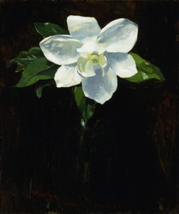 Magnólia, 1895.