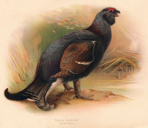 Fekete fajd Tetrao tetrix, 1900, 1900