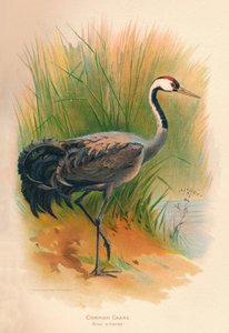 Közönséges daru Grus cinerea, 1900, 1900