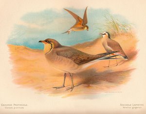 Közönséges pratincole Glareola pratincola, társaságkedvelő cickány Vanellus gregarius, 1900, 1900 alkotó: Charles Whymper