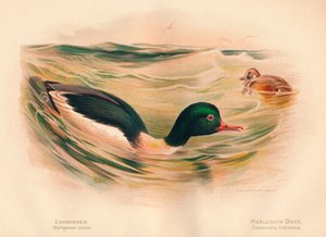 Goosander Merganser ricinus, Harlequin Duck Cosmonetta histrionica, 1900, 1900 alkotó: Charles Whymper