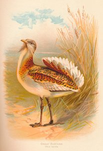 Túzok Otis tarda, 1900, 1900