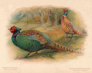 Phasaianus versicolor japán fácán, gyűrűsnyakú fácán Phasaianus torquatus, 1900, 190