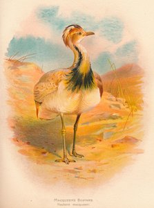 Macqueens Bustard Houbara macqueeni, 1900, 1900 alkotó: Charles Whymper