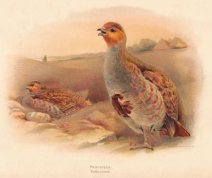 Partridge Perdix cinerea, 1900, 1900