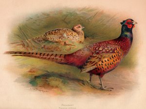 Phasianus colchicus fácán, 1900, 1900