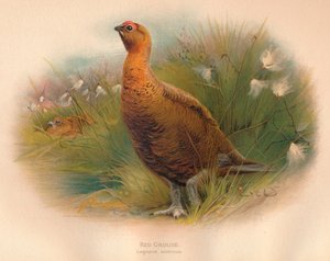 Vörös fajd Lagopus scoticus, 1900, 1900