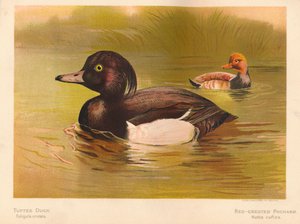 Bojtos kacsa Fuligata cristata, vörös tarajos pochard Netta rufina, 1900, 1900