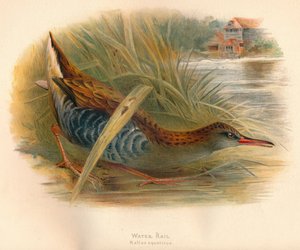 Vízivasút Rallus aquaticus, 1900, 1900 alkotó: Charles Whymper