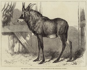 Núbia lóantilopja, az Állattani Társaság kertjeiben alkotó: Charles William Carter