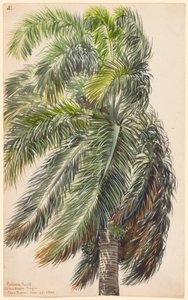 Palma Real alkotó: Charles de Wolf Brownell
