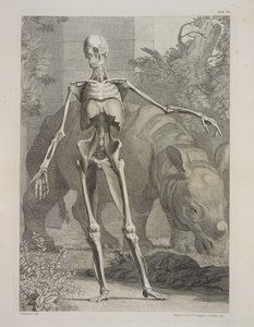 Csontváz és orrszarvú: Az emberi test csontvázának és izmainak táblázatai, Bernhard Siegfried Albinus alkotó: Charles the Elder Grignion