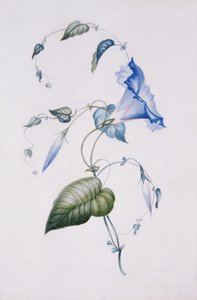 Blue convolvulus, 1832 (wc papíron)