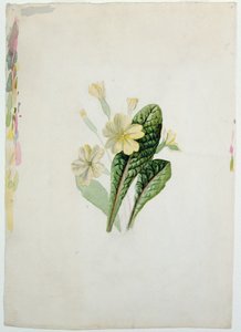 Tanulmány egy kankalinról, 1830 körül (wc papíron)