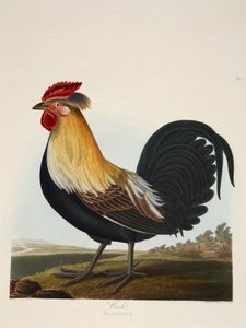 Kakas, Phasianus, kocsma. 1835 Kézzel színezett metszet. alkotó: Charlotte Lousia Emily Perrott