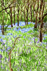 Bluebells, 2021